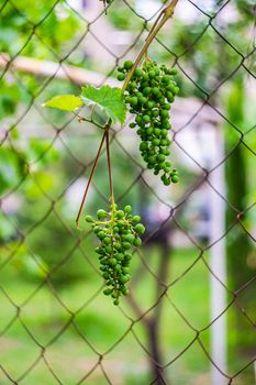 Unripe grape fruits on the vine