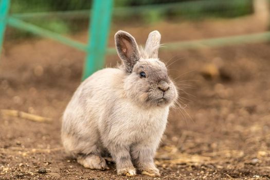 Rabbit cute fluffy small light background pet nature grey animal, from adorable white in little and garden spring, rodent wild. Zoo meadow sunny,
