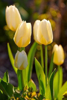 Beautiful white tulips in a backyard garden in summer. Perennial flowering plants blooming in a nature park or field in spring. Closeup of flowers budding and opening up in a park in the sunlight