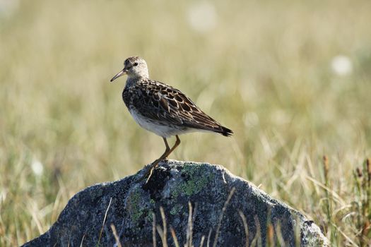 Pectoral sandpiper standing on a rock with tundra grass in the background