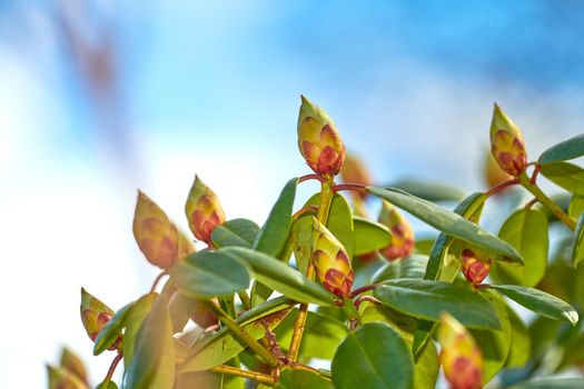 Rhododendron flower bud on a lush green tree with a blue sky background in early spring. Botanical flowerheads growing outdoors in a bush on a summer afternoon. Lush foliage in a thriving ecosystem