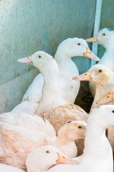 Flock of white domestic geese. Ranch duck Feeding
