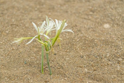 Sea Daffodil on the beach in the nature. Endemic flower under protection.