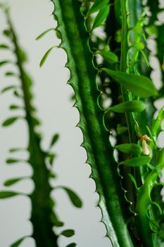 Trigona cactus close up view with shallow depth of field