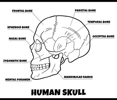 human skull bones anatomy diagram illustration