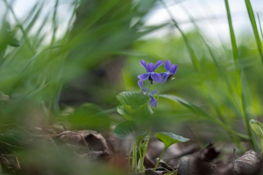 Ukraine, Kyiv - 21 April 2021: Wild Viola flower