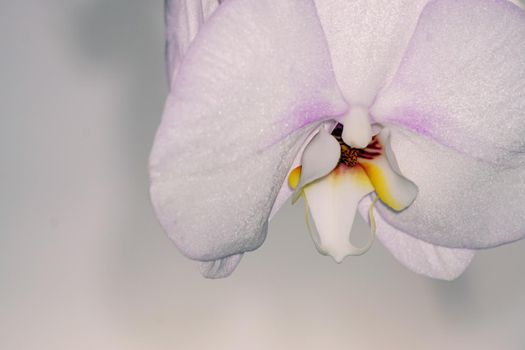 Orchid flowers texture background