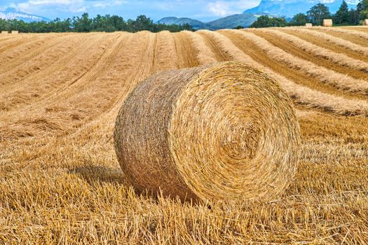 Round hay bales of straw rolled on agricultural farm pasture and grain estate after harvesting wheat, rye or barley. Landscape view of a ploughed field and copy space background of rural Lyon, France