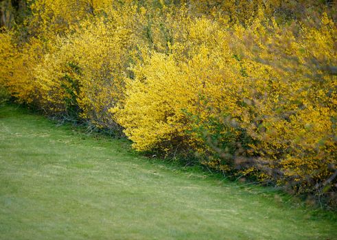 Yellow border forsythia shrubs growing on a lawn. Wild autumn or spring hedgerows grown as courtyard, garden or park landscape. Well maintained gardening area with perennial or seasonal fall plants
