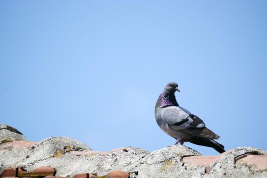 Pigeon sitting on the railing with copyspace on the side