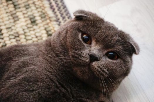 Cute scottish fold cat with amber eyes looking at camera