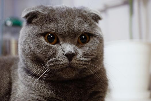 Cute scottish fold cat with amber eyes looking at camera
