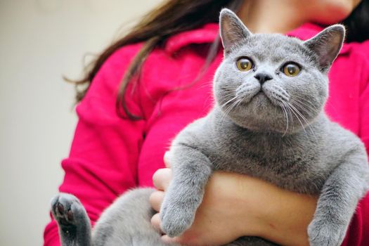 British Shorthair cat with grey fur and amber eyes