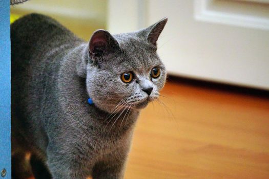 British Shorthair cat with grey fur and amber eyes