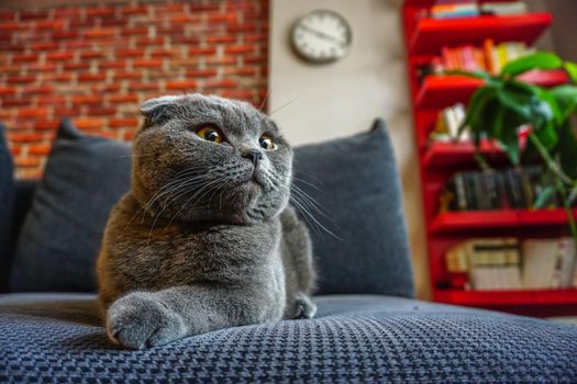 Cute scottish fold cat portrait close up view looking at camera