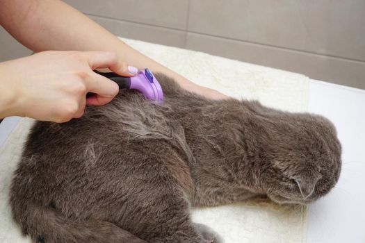 Scottish fold cat being combed at home