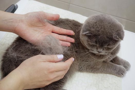 Scottish fold cat being combed at home