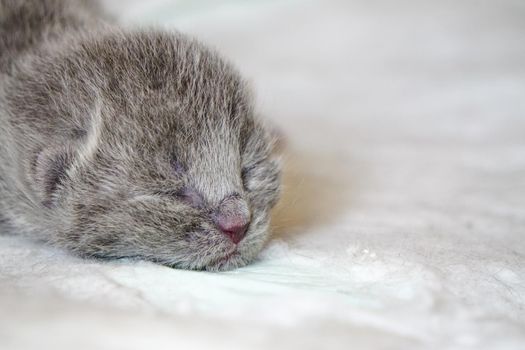 New born scottish fold kittens on white background close up view