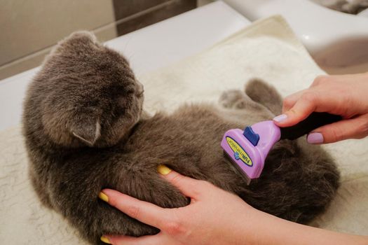 1 May 2021 Eskisehir Scottish fold cat being combed with furminator