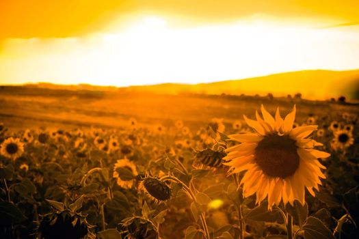 Sunflower field at sunset close up