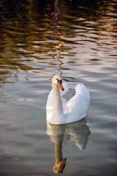 Swan on the lake looking at camera