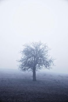 Lone tree and road on a foggy day