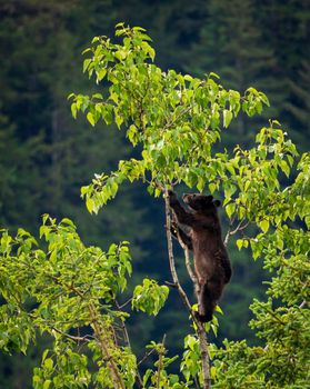 Wild brown or black bear cub high in tree in Alaska
