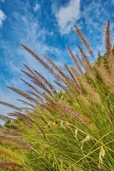 Crimson purple fountain grass or cenchrus setaceus growing on a field outdoors against a cloudy blue sky. Closeup of buffelgrass from the poaceae species blooming and blossoming in a nature reserve