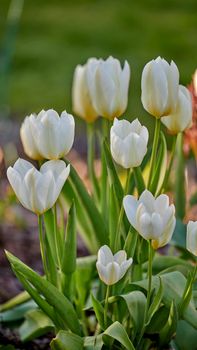 Closeup of white tulips growing, blossoming and flowering in a lush green meadow or cultivated home garden. Bunch of decorative plants blooming in a landscaped backyard through horticulture in spring