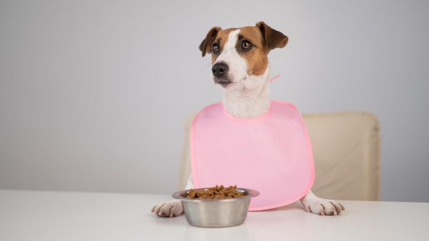 Dog jack russell terrier at the dinner table in a pink bib.