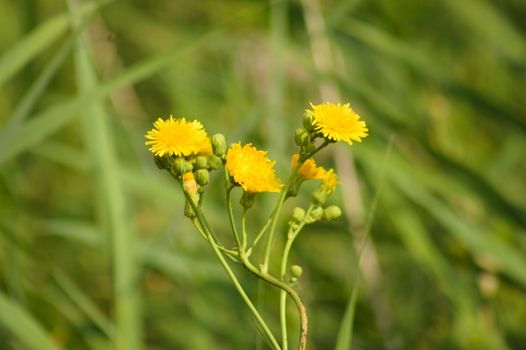 Closeup of yellow perennial sowthistle flowers with selective focus on foreground