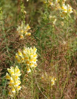 Lovely yellow wildflower called Linaria vulgaris