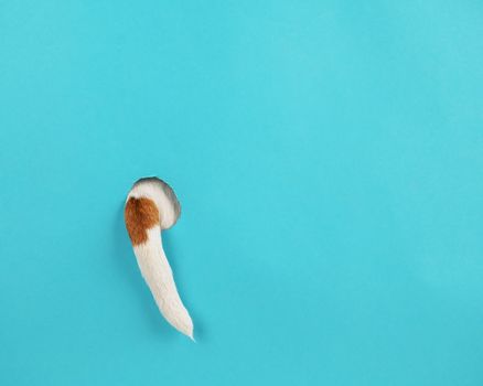 Dog tail sticking out of a hole in paper blue background.