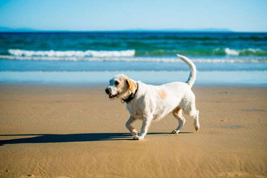 Dog runs on the seashore
