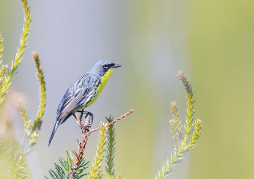 Kirtland warbler perched on a tree in the forests of Michigan