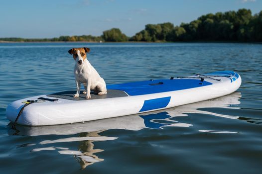Jack russell terrier dog on a sup board. Summer sport.