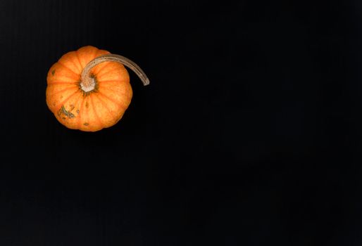 Thanksgiving or Halloween holiday concept with pumpkin on dark stone setting
