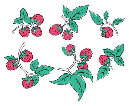 Raspberry Coloring Book elements. Black countour on white background. Vector illustration.