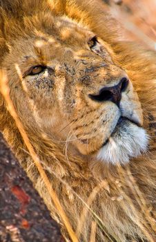 Lion, Wildlife Reserve, South Africa