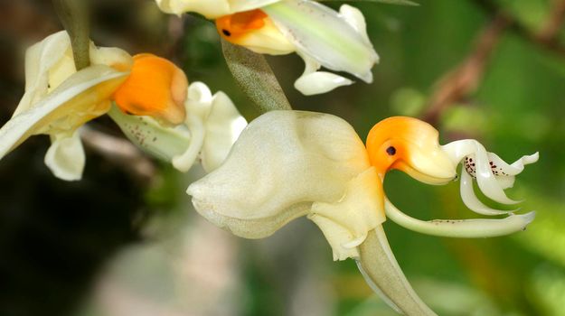 Tropical Orchid, Amazonia, Ecuador