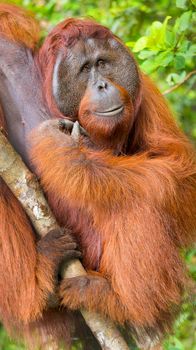 Orangutan, Tanjung Puting National Park, Borneo