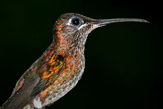 Hummingbird, Maquipucuna Cloudforest Reserve, Ecuador