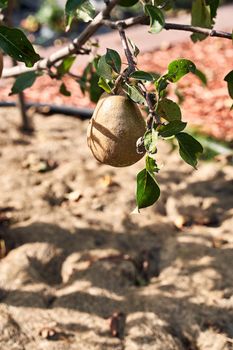 Ripe juicy pears on tree branch in sunny garden