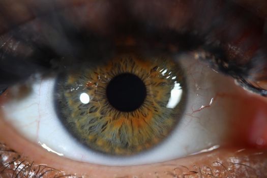 Detail of human eye with gray green iris