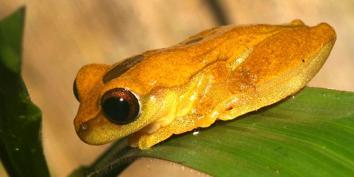 Tropical Frog, Napo River Basin, Amazonia, Ecuador