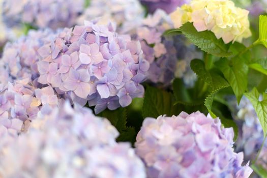 Fresh hortensia bright blue flowers and green leaves background.