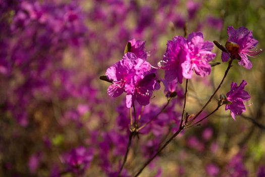 Purple labrador tea flowers on blur background. Pink wild rosmary defocused photo.