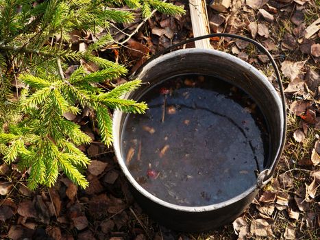 Pot with prepared tea from forest herbs on a hike.