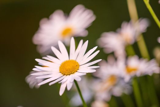 Daisy flowers growing in a field or garden on a sunny day outdoors. Leucanthemum vulgare or oxeye daisies daisies from the asteraceae species with white petals and yellow pistil blooming in spring