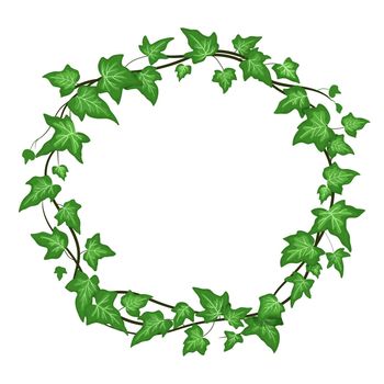 Ivy round wreath isolated on white background, climbing vine with green leaves. Vector cartoon frame